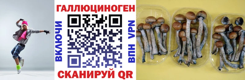 закладка  Старица  Галлюциногенные грибы Cubensis 